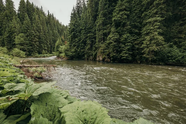 숲을 가로지르는 강 — 스톡 사진
