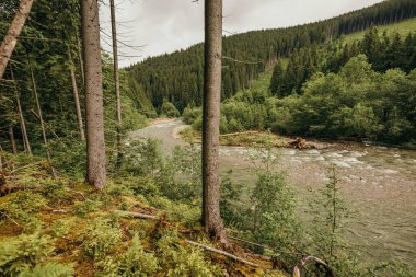 Ormanın içinden akan bir nehir