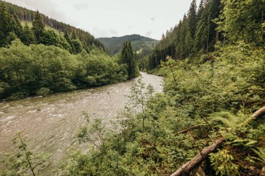 Bir hayvan sürüsü yemyeşil bir ormanda otluyor.