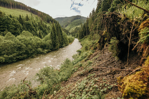 A path with trees on the side of a mountain