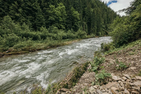숲을 가로지르는 강 — 스톡 사진
