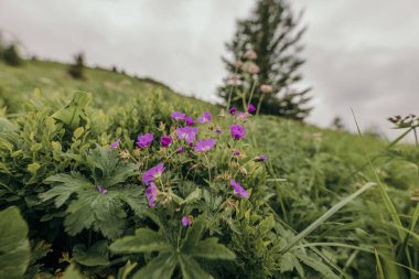 Bitkinin üzerinde mor bir çiçek