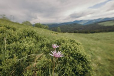 Bir çiçek yemyeşil bir tarlada duruyor.