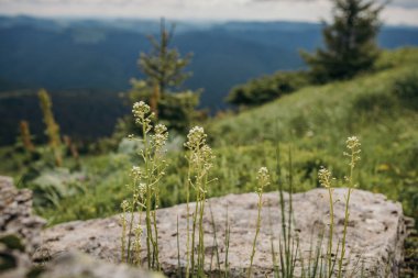 Arkasında dağ olan bir ağaç.