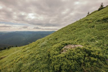 yemyeşil bir yamacın yakınına