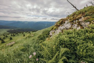 Arka planda dağ olan bir grup çalılık.