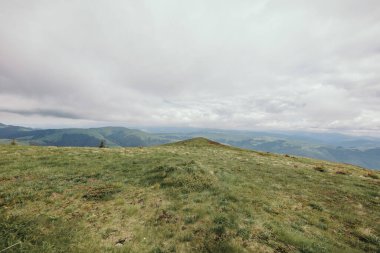 Dağın tepesinde duran bir koyun sürüsü