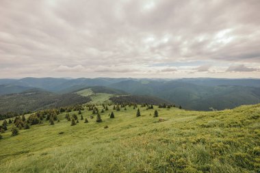 Kuru çayırlarda otlayan bir koyun sürüsü.