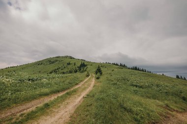 Çimenli bir arazide toprak yol