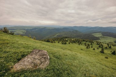 Dağın tepesinde duran bir koyun sürüsü