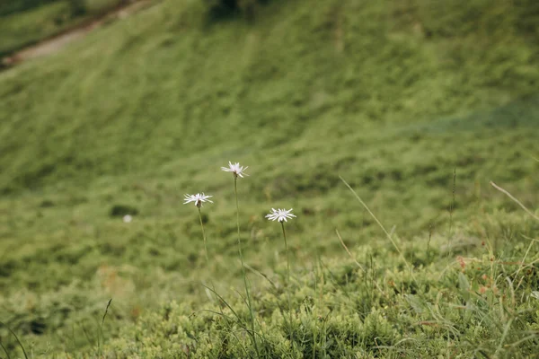 Um close de um campo verde — Fotografia de Stock