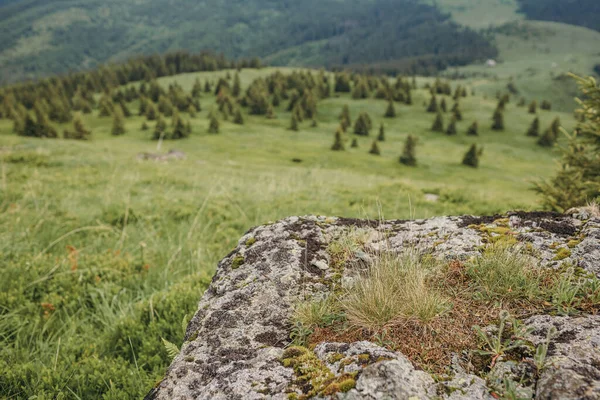 Un champ avec une montagne en arrière-plan — Photo