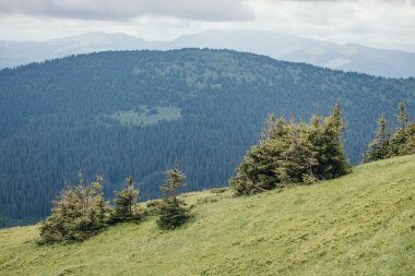 Arkasında dağ olan bir ağaç.