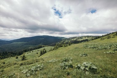 Bir koyun sürüsü otların üzerinde duruyor.