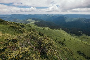 Bir koyun sürüsü yemyeşil bir yamacın tepesinde duruyor