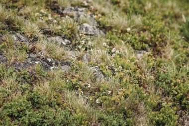 Çimlerin üzerinde oturan bir kuş.