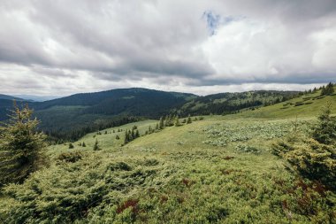 Yeşillik bir tarlada otlayan sığır sürüsü.