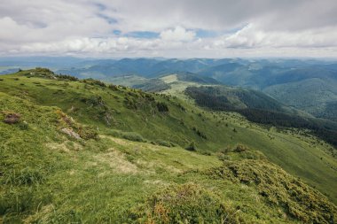 Bir koyun sürüsü yemyeşil bir yamacın tepesinde duruyor