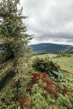 Arkasında dağ olan bir ağaç.
