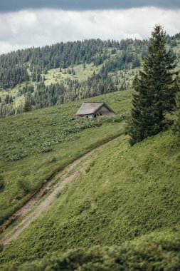 Bir koyun sürüsü yemyeşil bir yamaçta otluyor.