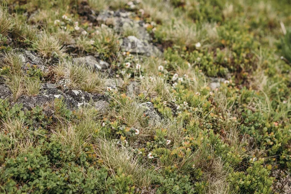 Ein Vogel, der auf einem mit Gras bedeckten Feld sitzt — Stockfoto