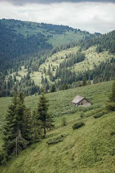 Een boom met een berg op de achtergrond — Stockfoto