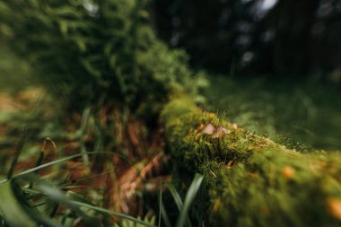 Bir ağacın yakın çekimi.