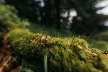 Bir ağacın yakın çekimi.