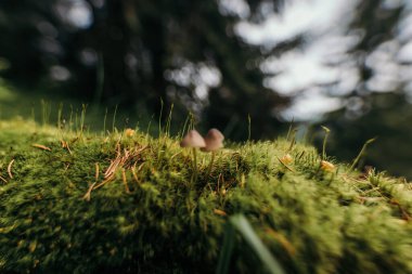 Bir ağacın yakın çekimi.