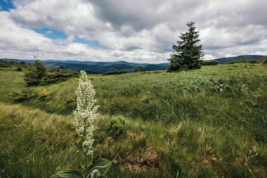 Yemyeşil bir tarlanın kenarında bir tabela.