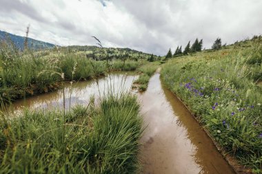 Nehrin kenarında ağaçlar olan bir patika.