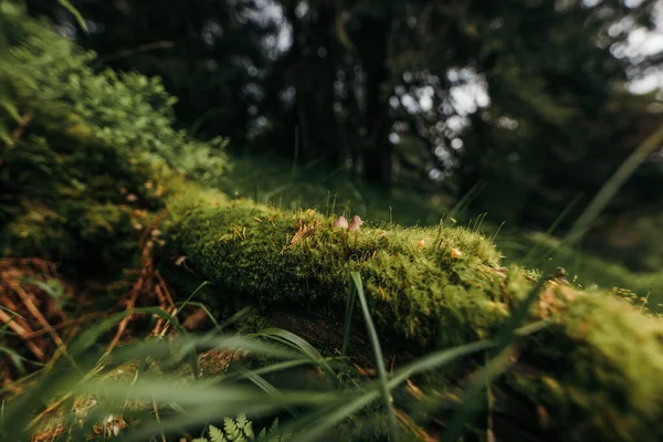 Un árbol en un bosque — Foto de Stock