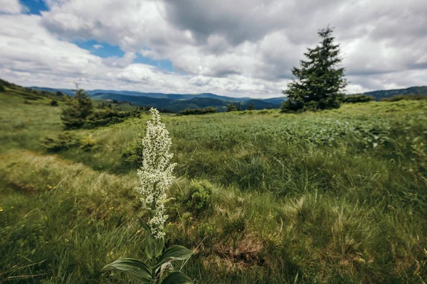 Yeşillik bir arazinin tepesinde bir işaret.