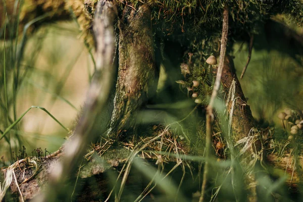 Um pássaro empoleirado em um galho de árvore — Fotografia de Stock