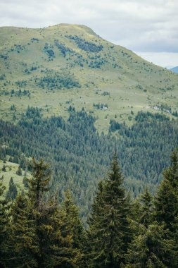 Arkasında dağ olan bir ağaç.