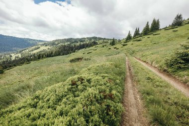 Dağın yamacında ağaçlar olan bir patika.
