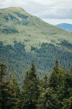 Arkasında dağ olan bir ağaç.