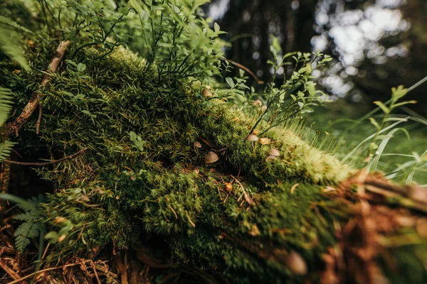 Uma planta em uma floresta — Fotografia de Stock