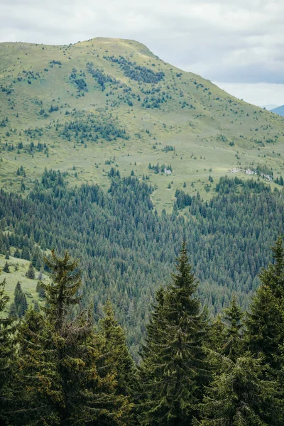 Een boom met een berg op de achtergrond — Stockfoto