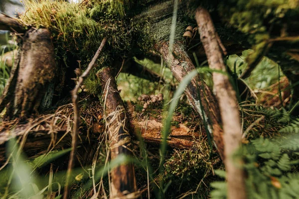 Un primer plano de una rama de árbol — Foto de Stock