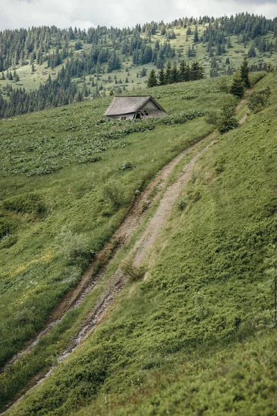 Крупный план пышной зеленой стороны — стоковое фото