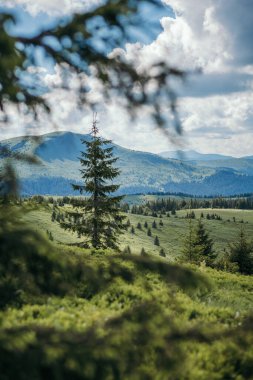 Arkasında dağ olan bir ağaç.