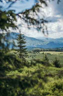 Arkasında dağ olan bir ağaç.