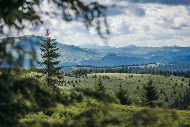 Arkasında dağ olan bir ağaç.