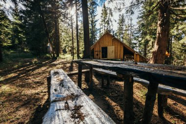 Ormanda ahşap bir köprü