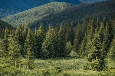 Arkasında dağ olan bir ağaç.