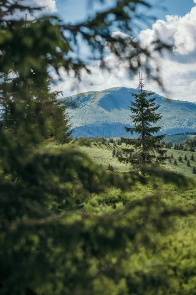 Een bord boven een besneeuwde boom — Stockfoto