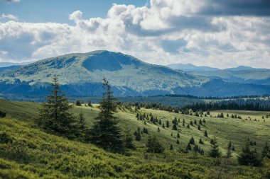 Dağın tepesinde duran bir koyun sürüsü