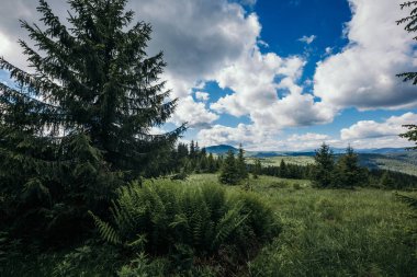 Ormanda büyük bir ağaç