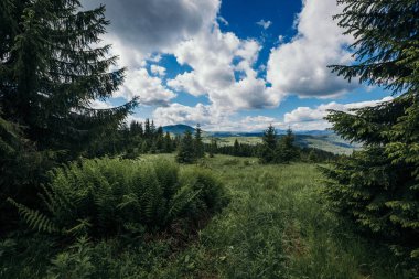 Ormanda büyük bir ağaç